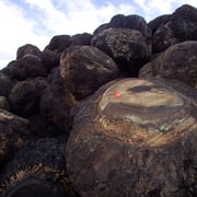 California walnut burl - Image 3