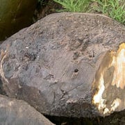 California walnut burl - Image 4