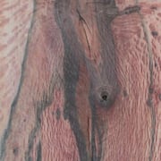 Steineiche – Bild 2