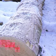 European sycamore cluster - Image 3