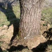 Walnut cluster - Image 3