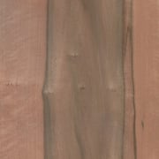 Nussbaum australisch