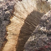 European walnut burl - Image 3