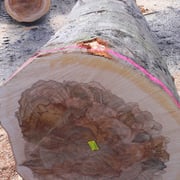 Beech hearted - Image 4