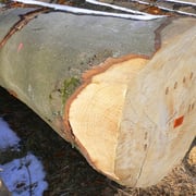 Beech Steamed - Image 3