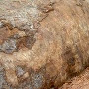 Bubinga Pommele - Image 4