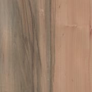 Nussbaum australisch – Bild 3