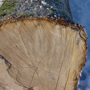 Black cherry American - Image 5