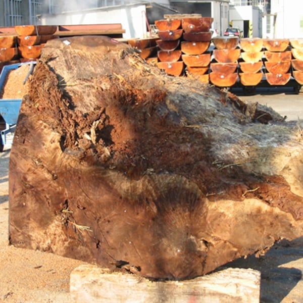 Vavone burl - Furniere aus Echtholz von Schorn & Groh