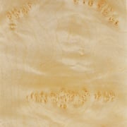 European sycamore cluster