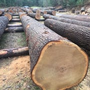 Oak Shining Grey Sunblast - Image 3