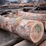 Oak American - Image 5