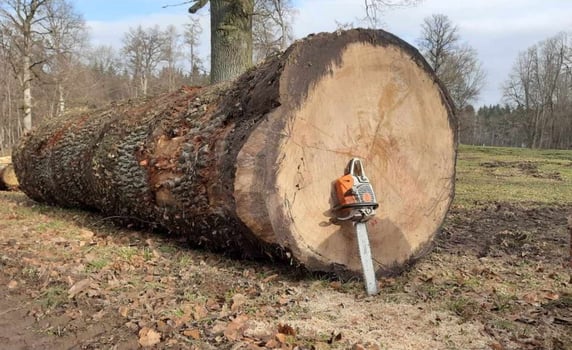 Schorn-Groh-XXXL-Eiche-nach-Faellen