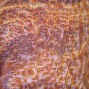 Kampher Maser – Bild 2