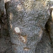 Esche Cluster – Bild 3