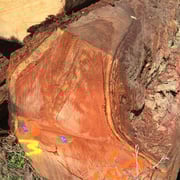 Zeder Western Red – Bild 3