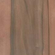 Nussbaum australisch – Bild 2