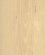 Birke amerikanisch – Bild 2