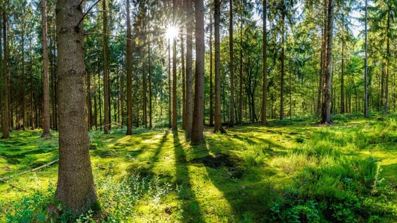 Schorn&Groh Furniere News Unser Wald – gibt es noch genug Holz in Deutschland1