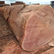 Brasil Mahagoni – Bild 3