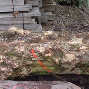 European sycamore cluster - Image 4