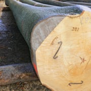 Buche weiß – Bild 3