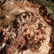 Ash burl - Image 4