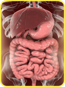 Benefit: Digestive Bliss