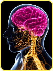 Benefit: Improve Brain Health