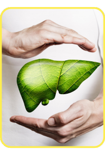 Benefit: Liver Support