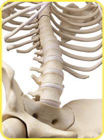 Benefit: Bone Health