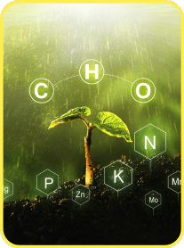 Benefit: Nutrient Rich