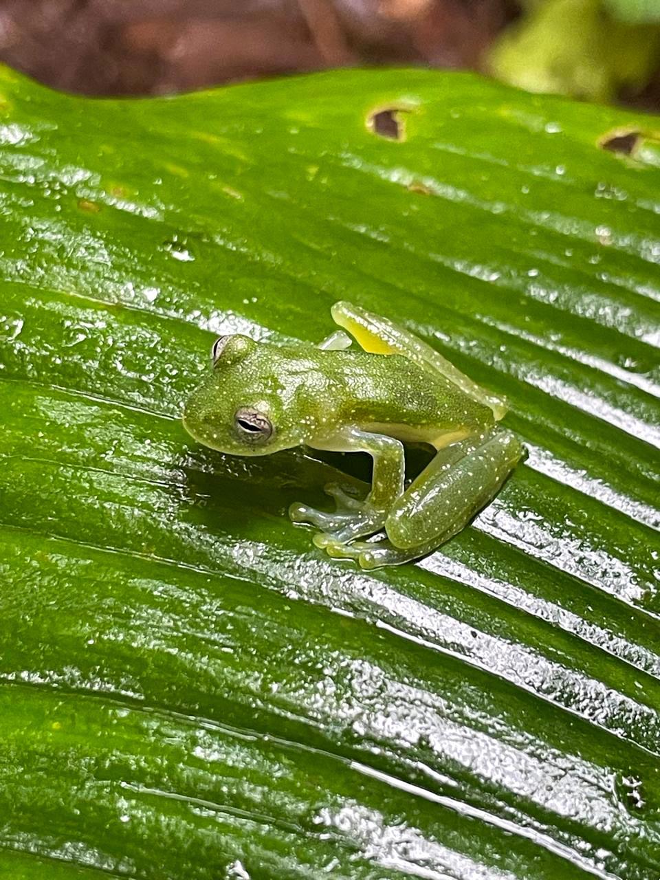 Rio Celeste Hike - Photo 2