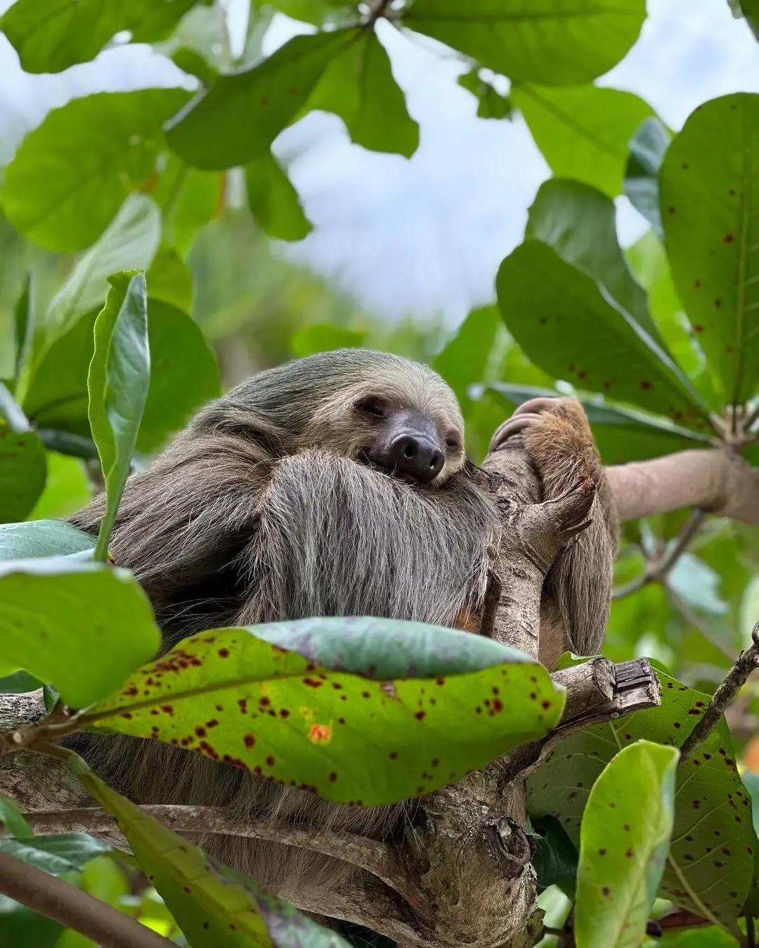 Sloth Tour - Photo 4