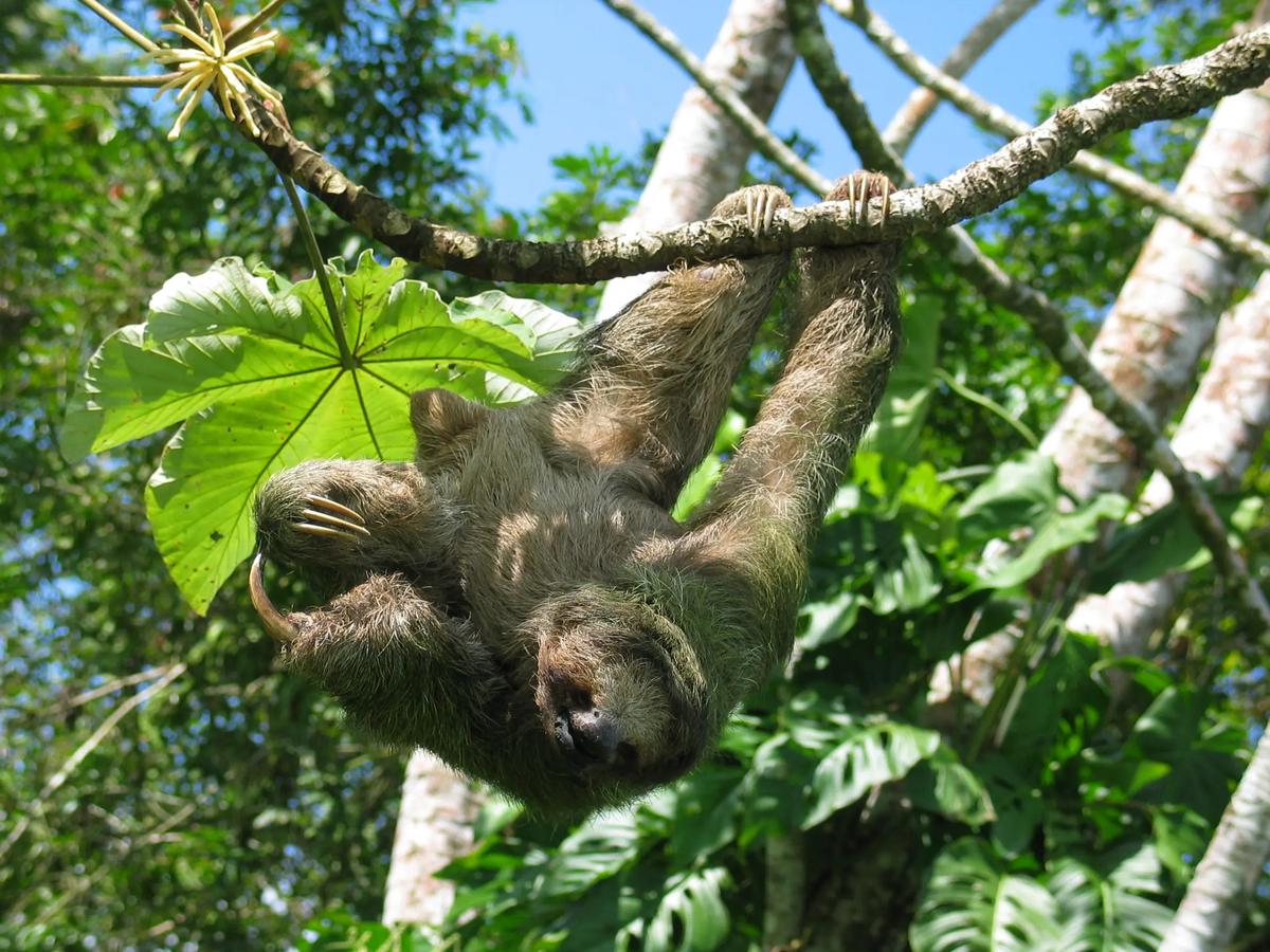 Sloth Tour - Photo 2