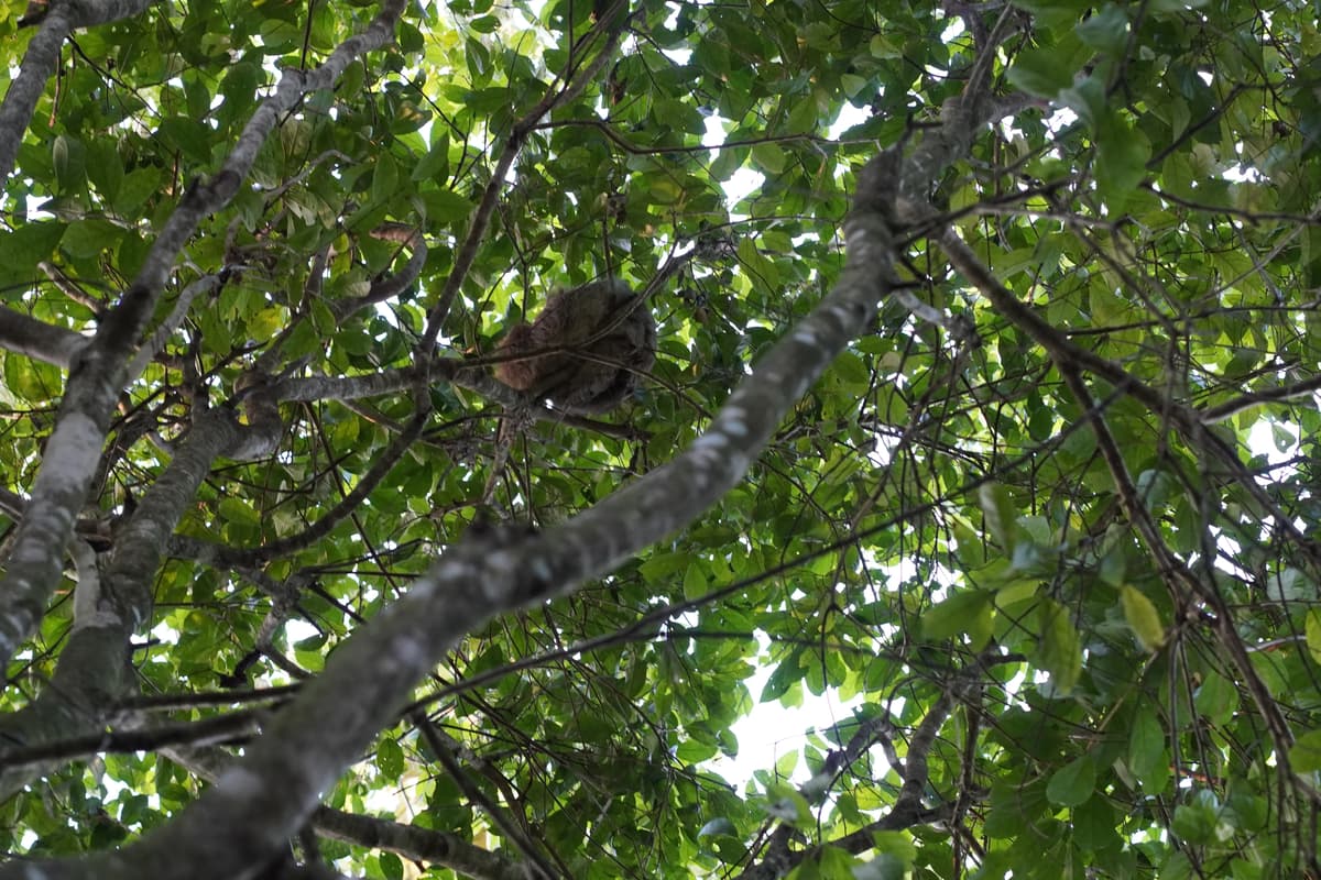 Sloth Tour - Photo 9