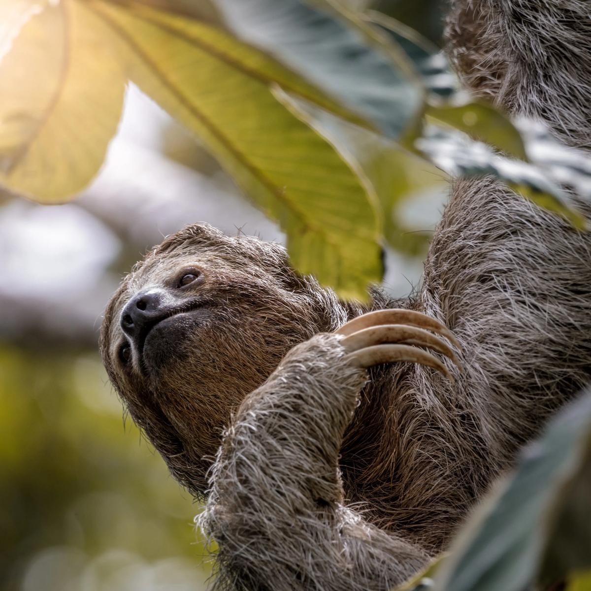 Sloth Tour - Photo 10