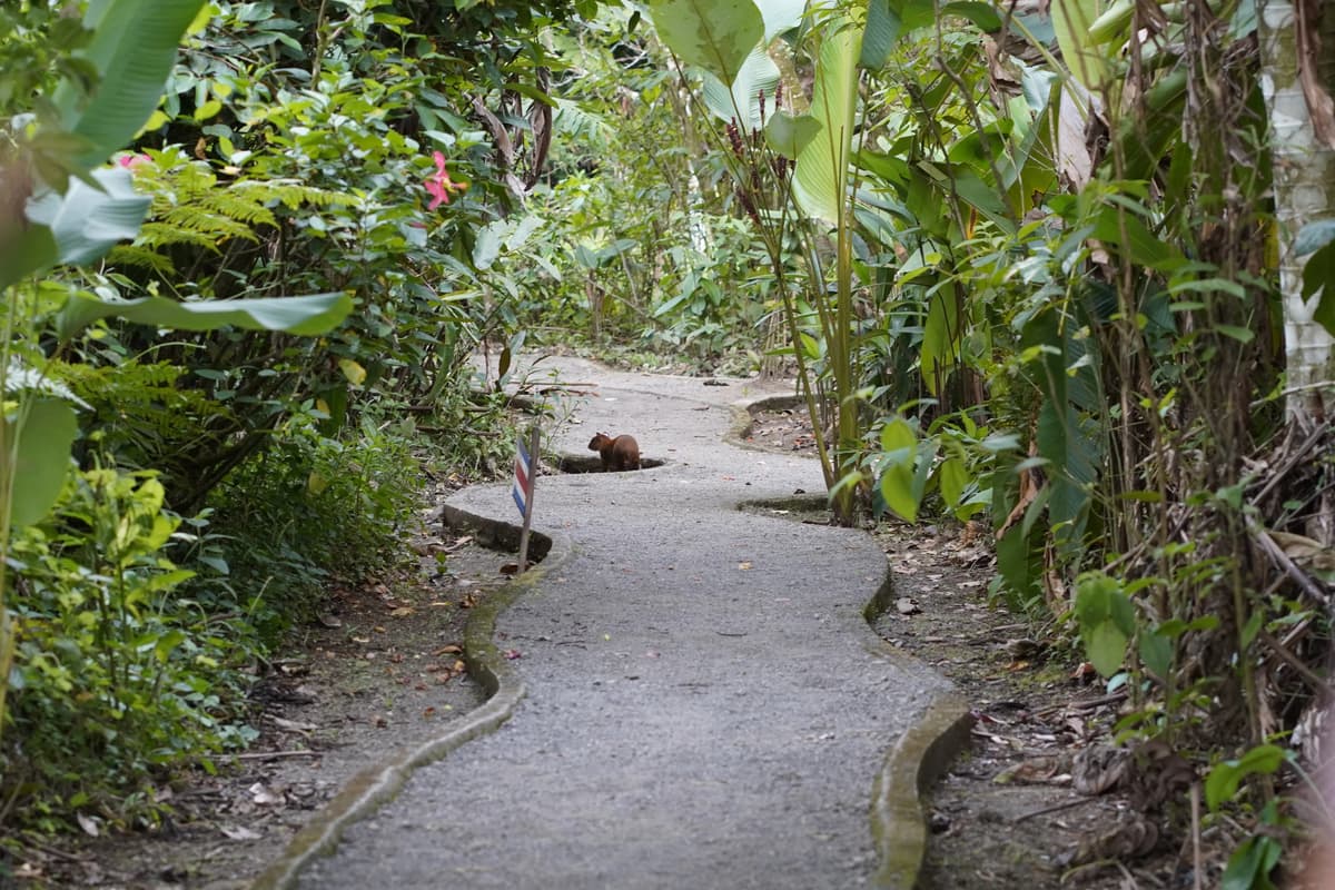 Sloth Tour - Photo 7
