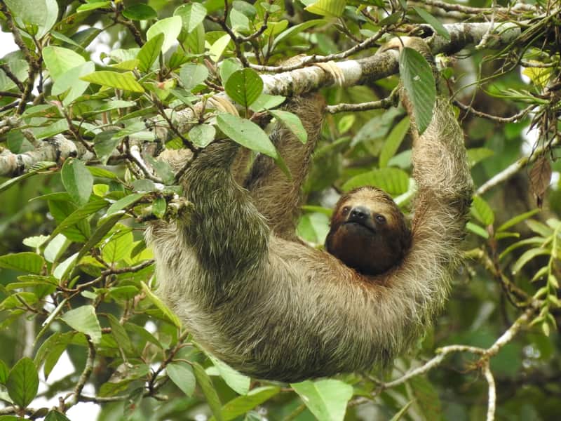 The Wildlife Spotting Bible: How to Find Sloths and Toucans in La Fortuna