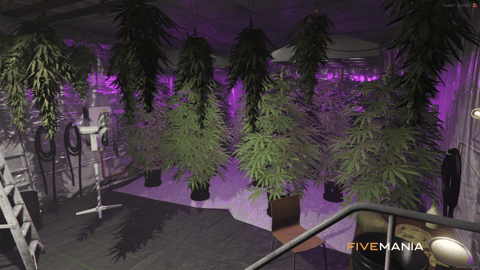 FIVEM Block Budz Weedshop | Immersive Cannabis Dispensary MLO | Interior & Exterior | Custom Props | Optimized | Add-On | Fivem Ready | High Quality — image 12