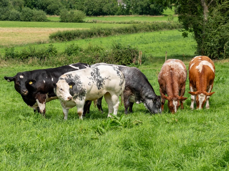5 Maiden Heifers