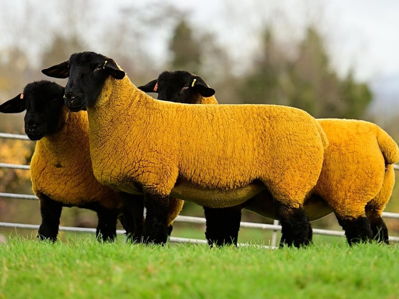 Craigdoo Crackers - Suffolk In-Lamb Trio + Free Flush!