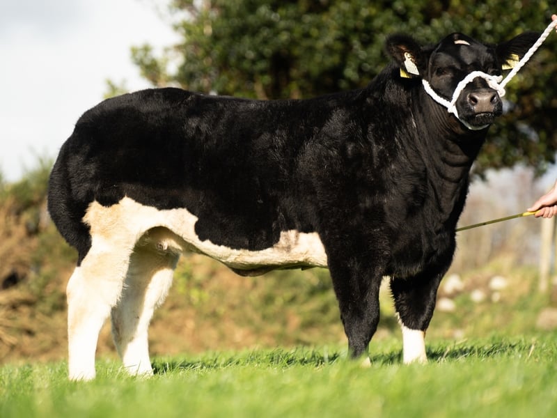 Bonnie - The Black Beauty