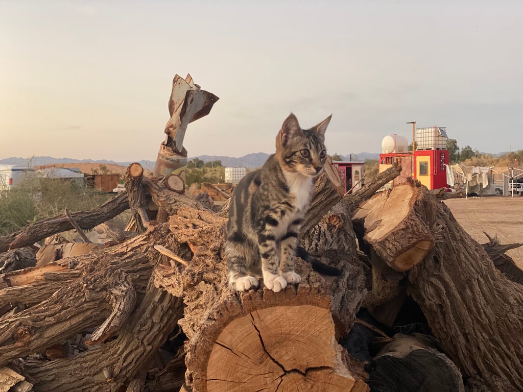 Cat sitting next to a painted, inert bomb art piece in Slab City