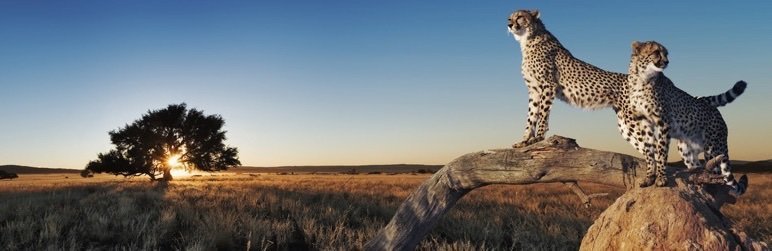 wp fastest cache banner