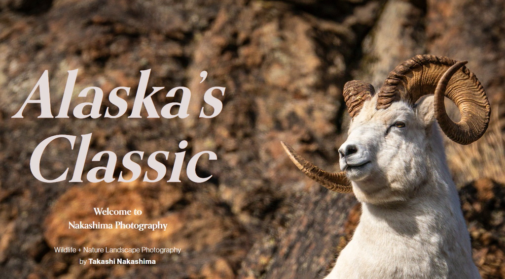 De portfolio van Nakashima Photography met afbeelding van wildlife