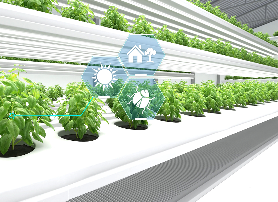 organic-hydroponics-vegetable-farm