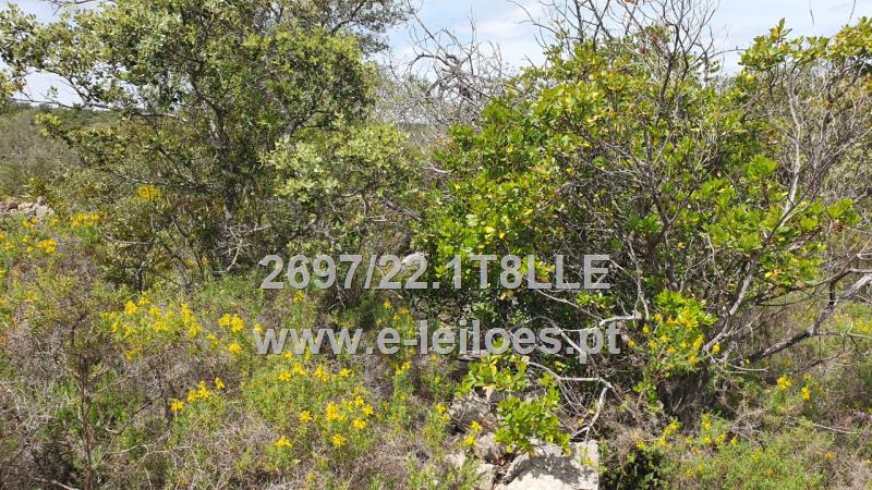 Lot view 1