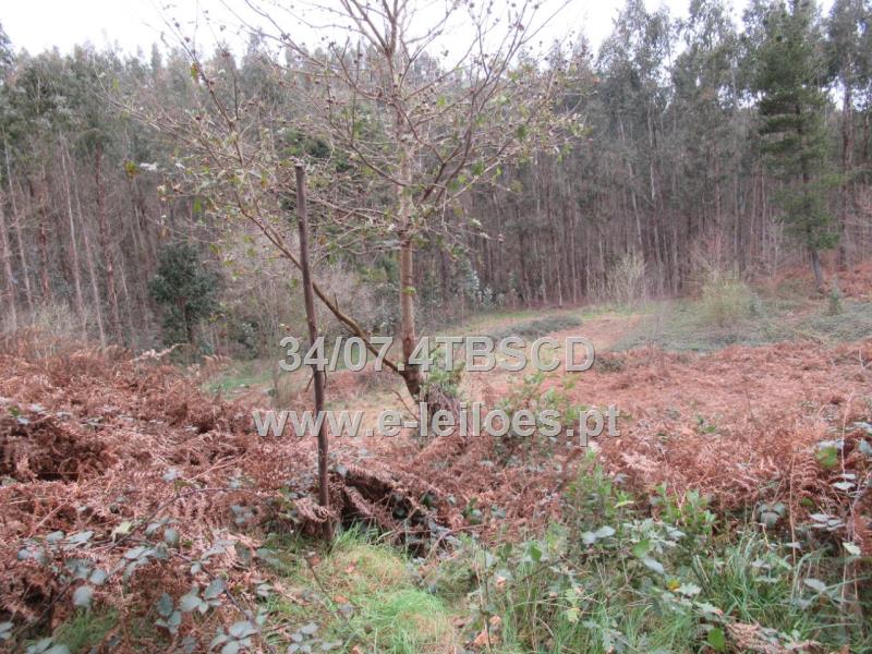 Lot view 1