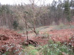 Lot Thumbnail 1